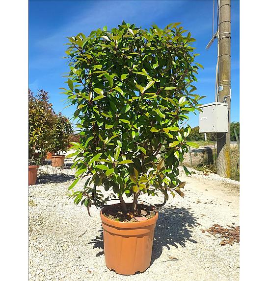 Photinia Serr. Corallo C30 Lit. 80-100 cm; Špalir