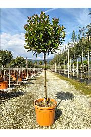 Photinia serrulata Louise C30 Lit. Na Steblu 100 cm; 8/10 cm