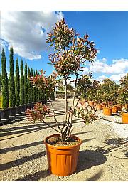 Photinia serrulata Louise C70 Lit. 160-180 cm; Pon Pon