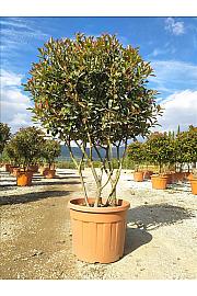 Photinia Serr. Pink Marble C70 Lit. 125-150 cm (ZEL)