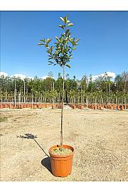 Photinia Serr. Red Robin C11 Lit. Na Steblu 100 cm (ZEL)