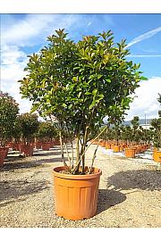 Photinia serrulata Red Robin C110 Lit. 150-175 cm