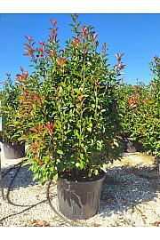 Photinia serrulata Red Robin C110 Lit. 175-200 cm