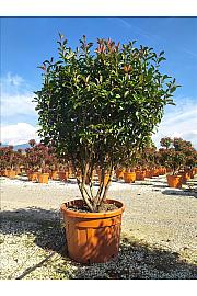 Photinia serrulata Red Robin C150 Lit. 175-200 cm