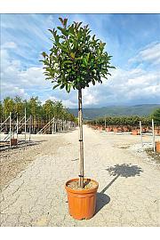 Photinia serrulata Red Robin C19 Lit. Na Steblu 100 cm; 6/8 cm