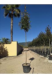 Photinia serrulata Red Robin C33 Lit. Na Steblu 200 cm; 8/10 cm
