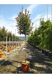 Photinia serrulata Red Robin C35 Lit. Na Steblu 150 cm; 8/10 cm