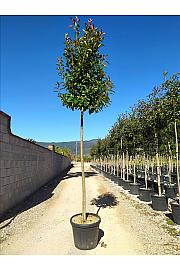 Photinia serrulata Red Robin C35 Lit. Na Steblu 200 cm; 10/12 cm