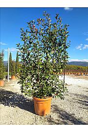 Photinia Serr. Red Robin C45 Lit. 125-150 cm; Špalir (ZEL)