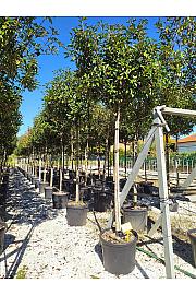 Photinia serrulata Red Robin C50 Lit. Na Steblu 200 cm; 12/14 cm