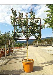 Photinia Serr. Red Robin C55 Lit. Na Steblu 100 cm; 10/12 cm