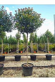 Photinia serrulata Red Robin C90 Lit. Na Steblu 200 cm; 14/16 cm