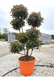 Photinia Serr. Red Robin Compatta  C90 Lit. 175-200 cm; Pon Pon (ZEL)