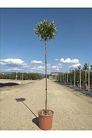 Photinia serrulata Red Robin Compatta C15 Lit. Na Steblu 150 cm; 4/6 cm