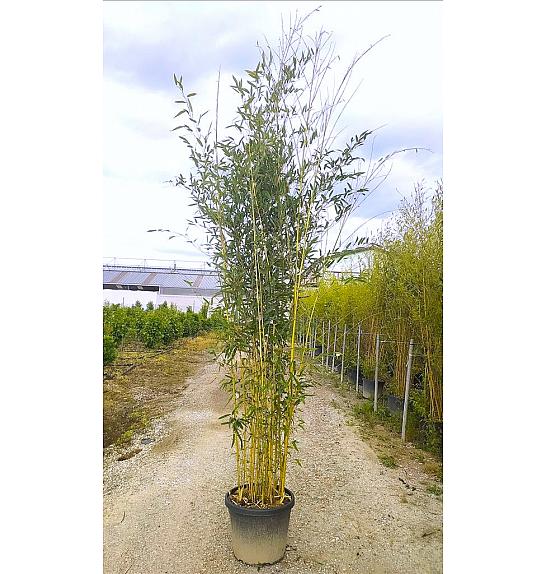 Phyllostachys aureos. Spectabilis C50 Lit. 300-350 cm
