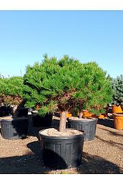 Pinus densiflora Alice Verkade C230 Lit. Na Steblu 50 cm; 30/35 cm; Krošnja 140-160 cm