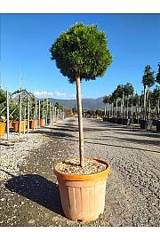 Pinus mugo Mops C35 Lit. Na Steblu 100 cm; 40/60 cm