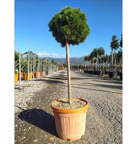 Pinus mugo Mops C35 Lit. Na Steblu 100 cm; 40/60 cm