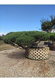 Pinus mugo Mughus C500 Lit. 125-150 cm; Krošnja 300/350 cm