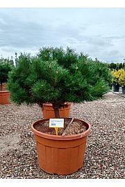 Pinus nigra Brepo (R) C180 Lit. Na Steblu 50 cm; 18/20 cm; Krošnja 100-120 cm