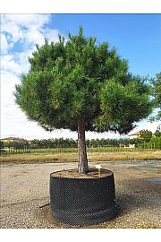 Pinus nigra Nigra C500 Lit. Na Steblu 100 cm; 60/70 cm; Krošnja 250-300 cm