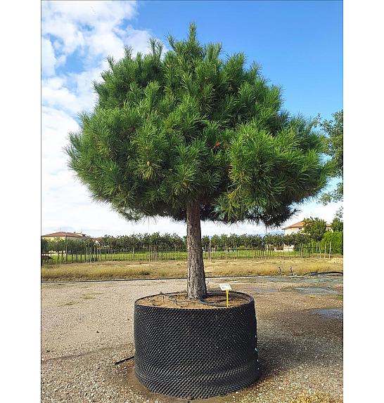 Pinus nigra Nigra C500 Lit. Na Steblu 100 cm; 60/70 cm; Krošnja 250-300 cm