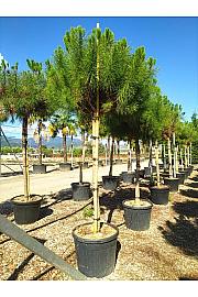 Pinus Pinea C110 Lit. Na Steblu 200 cm; 18/20 cm