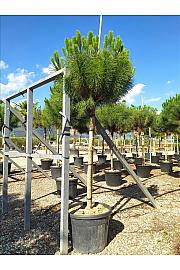 Pinus Pinea C90 Lit. Na Steblu 200 cm; 16/18 cm (ZEL)