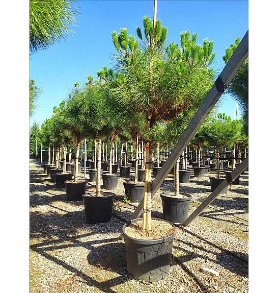 Pinus Pinea C90 Lit. Na Steblu 200 cm; 18/20 cm
