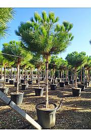 Pinus Pinea C90 Lit. Na Steblu 200 cm; 20/25 cm; 250-300 cm