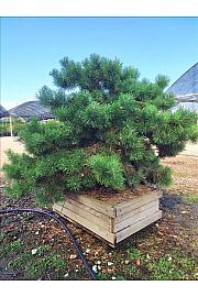 Pinus Sylv. Hillside Creeper C500 Lit. 100-125 cm; Krošnja 100/125 cm; Bonsai (ZEL)