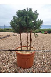 Pinus sylvestris C130 Lit. 125-150 cm