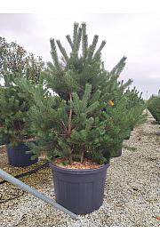 Pinus Sylvestris C180 Lit. 175-200 cm; Večstebelni (ZEL)
