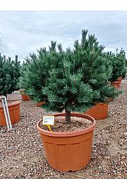 Pinus sylvestris Nana (= Watereri) C180 Lit. Na Steblu 50 cm; 20/25 cm; Krošnja 120-140 cm