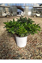 Pittosporum Tob. Nana C3 Lit. 30-40 cm (ZEL)