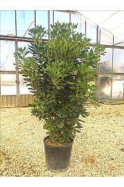 Pittosporum Tobira C18 Lit. 100-125 cm (ZEL)