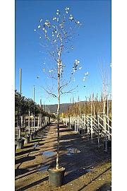 Populus alba C50 Lit. Na Steblu 200 cm; 10/12 cm