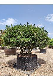 Prunus laur. Otto Luyken C500 Lit. 200-220 cm; Krošnja 300/350 cm