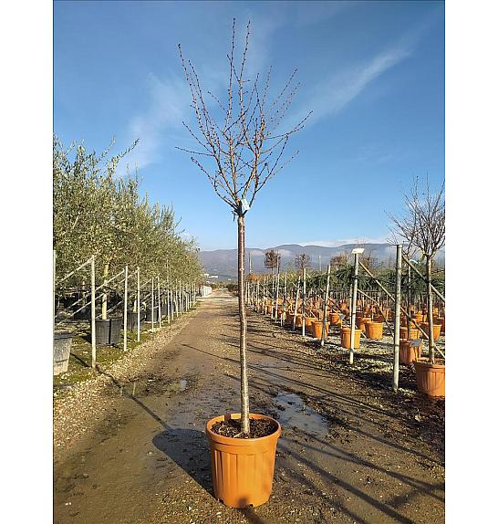 Prunus Nipponica Brillant C25 Lit. Na Steblu 100 cm; 10/12 cm (ZEL)