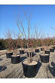 Prunus x Yedoensis C110 Lit. 250-300 cm; Večstebelni