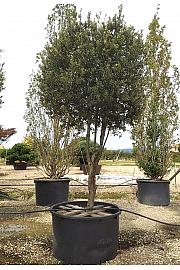 Quercus Ilex  C600 Lit. 300-350 cm (ZEL)