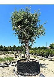 Quercus suber C500 Lit. Na Steblu 200 cm; 100/110 cm