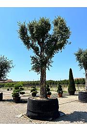 Quercus Suber C500 Lit. Na Steblu 200 cm; 110/120 cm (ZEL)