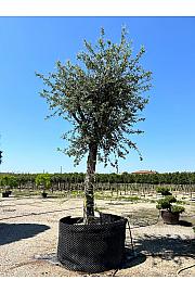 Quercus Suber C500 Lit. Na Steblu 200 cm; 70/80 cm (ZEL)