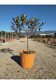 Raphiolepsis del. Springtime C18 Lit. Na Steblu 50 cm; 40/60 cm