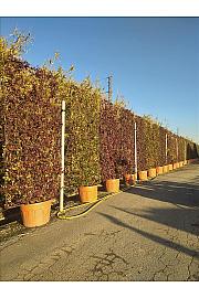 Trachelospermum Jasminoides C130 Lit. 250-300 cm; Kovinski špalir (ZEL)