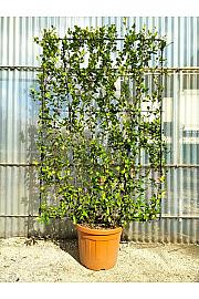 Trachelospermum Jasminoides C55 Lit. 150-175 cm; Špalir