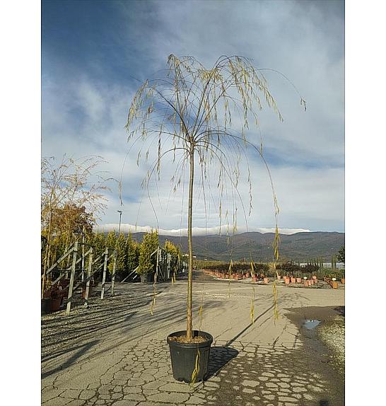 Salix Babylonica C40 Lit. Na Steblu 200 cm; 12/14 cm (ZEL)