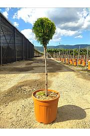 Thuja orientalis Nana Aurea C18 Lit. Na Steblu 50 cm;