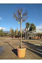 Wisteria Brach.Golden King C35 Lit. Na Steblu 100 cm; 8/10 cm (ZEL)